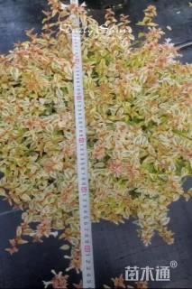 高度20厘米六道木