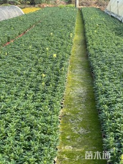 高度20厘米金鱼草