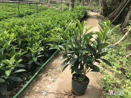 高度25厘米非洲茉莉