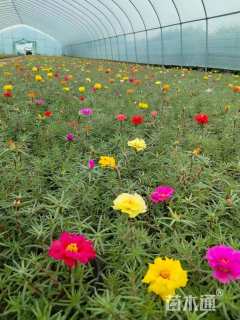 高度10厘米太阳花