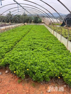 高度40厘米木春菊