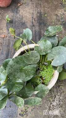 高度40厘米荷花