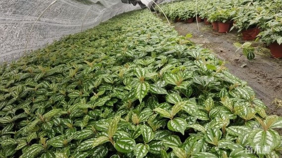 高度20厘米冷水花