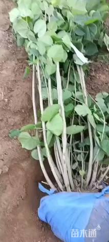 高度100厘米丛生紫荆