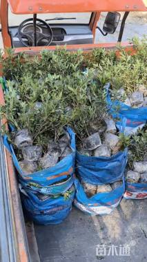 高度30厘米毛鹃