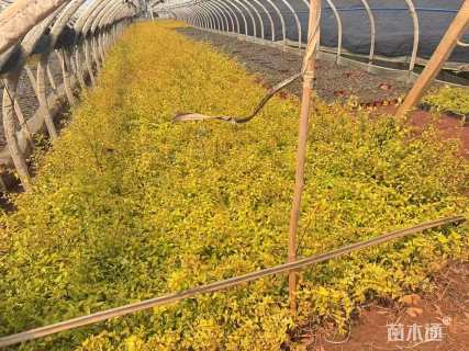 高度35厘米大花六道木