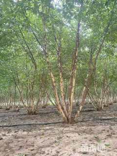 高度600厘米丛生白桦