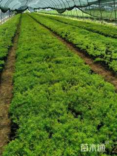 高度5厘米金叶佛甲草