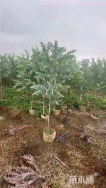 高度150厘米银叶金合欢