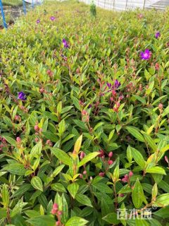 高度40厘米紫牡丹