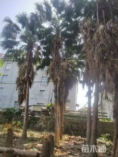 裸干高300厘米蒲葵