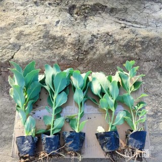 高度25厘米八宝景天