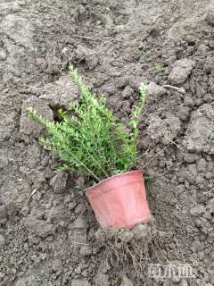 高度25厘米亮绿忍冬