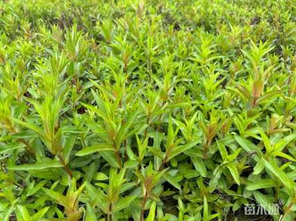 高度50厘米醉鱼草