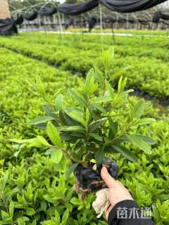 高度22厘米杜鹃