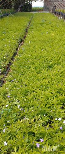 高度10厘米佛甲草