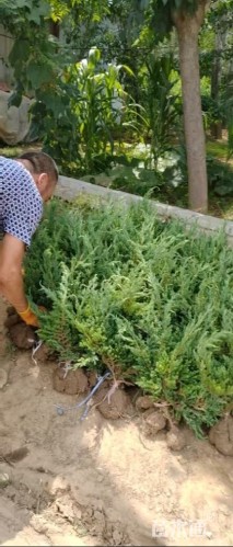 高度25厘米铺地柏