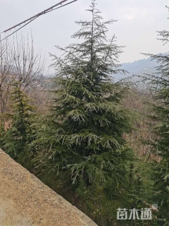 高度550厘米雪松