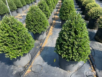 高度1.2厘米完美冬青