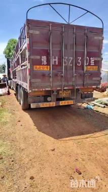 高度15厘米矮牵牛