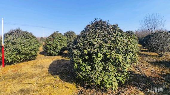 冠幅100厘米小叶女贞球