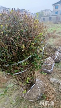 冠幅100厘米金叶女贞球