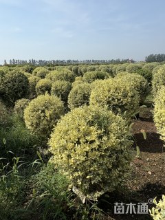 冠幅200厘米银姬小蜡球