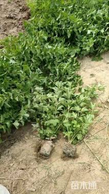 高度60厘米鸡树条