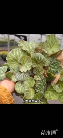 高度10厘米虎耳草
