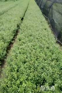 高度30厘米六月雪小苗