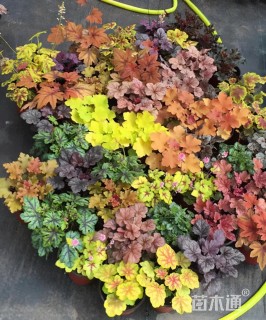 高度20厘米矾根