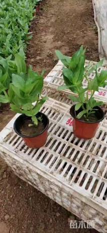 高度25厘米百日草