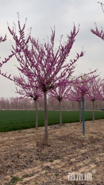 高度558厘米紫荆