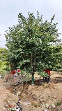 13公分染井吉野樱