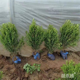 高度60厘米瓜子黄杨小苗