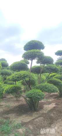 高度280厘米小叶女贞