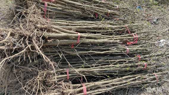 高度200厘米银杏小苗