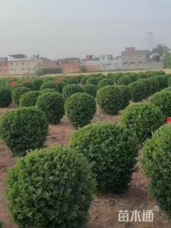 冠幅160厘米大叶黄杨球