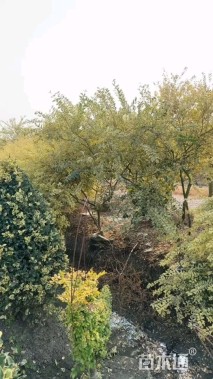 高度120厘米银霜女贞