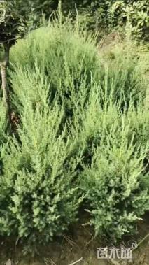 高度120厘米刺柏