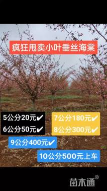 12公分垂丝海棠