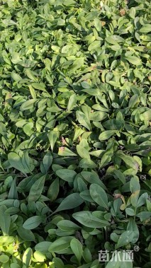 高度15厘米金鸡菊