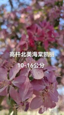11公分北美海棠