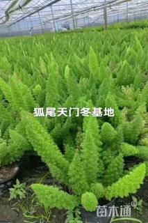 高度40厘米狐尾天门冬