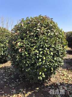 冠幅200厘米红叶石楠球