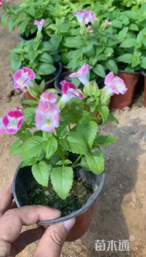 高度20厘米夏堇