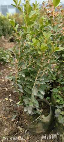 高度35厘米小叶黄杨