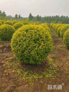 冠幅100厘米金叶女贞球