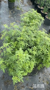 高度50厘米万寿菊