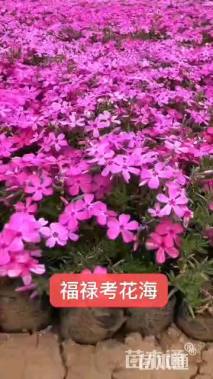 高度12厘米丛生福禄考